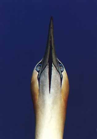 P0316_basstoelpel_portrait_nah