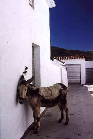 P0318_esel_parkplatz