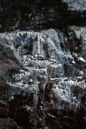 P0347_vogelfelsen_st_abbs