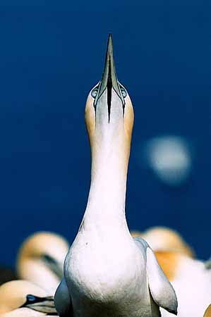 P0348_basstoelpel_paarungsverhalten