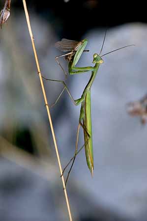 P0351_gottesanbeterin_mit_beute