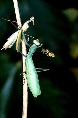 P0353_wespe_attackiert_gottesanbeterin