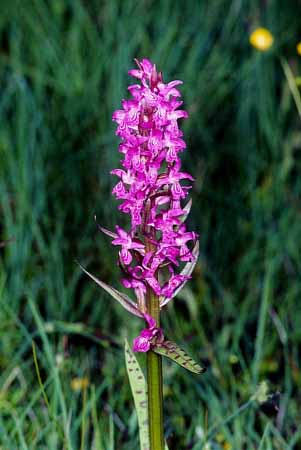 P0404_orchi_pokl_juka