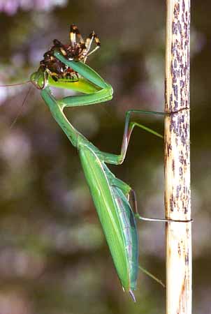 P0406_gottesanbeterin_mit_argiope