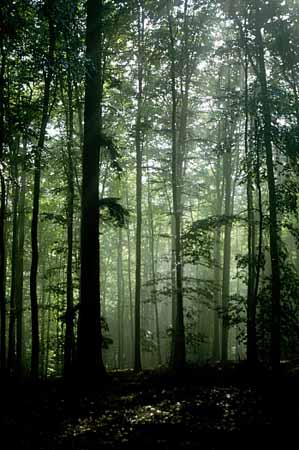 P0468_baeume_im_licht