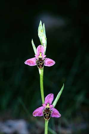 P0502_ragwurz_zwei_blueten