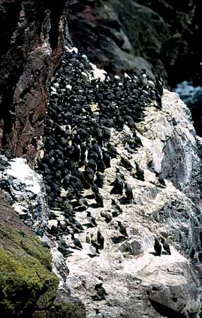P0548_trottellummen_auf_fels