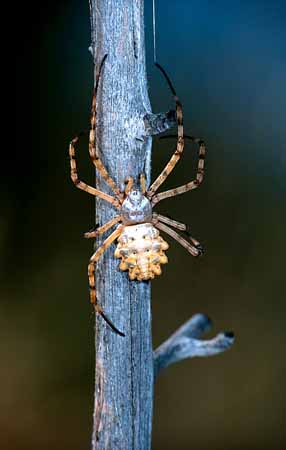 P0645_argiope_lobata