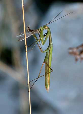 P0655_gottesanbeterin_mit_beute