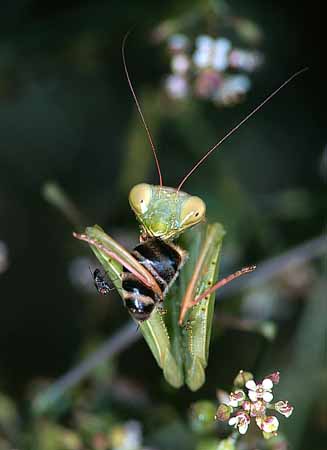 P0656_gottesanbeterin_und_fliege_nah