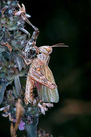 P0666_schrecke_mit_larvenhaut