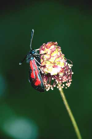 P0688_blutstroepfchen