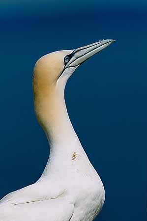 P0763_basstoelpel_portrait