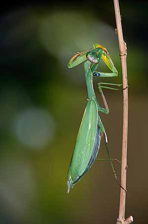 P0809_gottesanbeterin