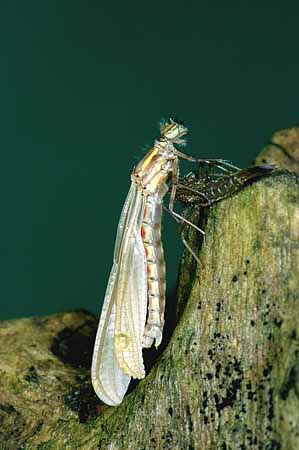 P0835_libelle_metamorphose