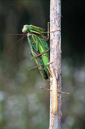 P0921_gottesanbeterinnen