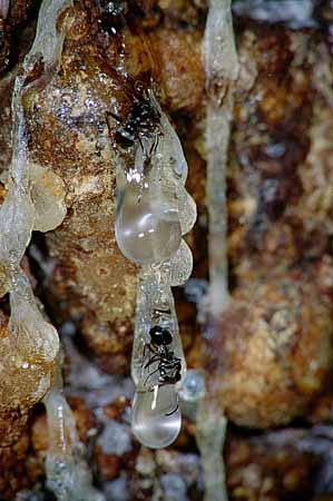 P0948_ameisen_in_harz