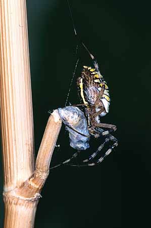 P0963_argiope_mit_beute