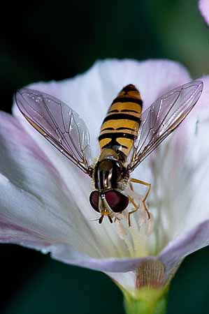 P0977_schwebfliege_auf_bluete