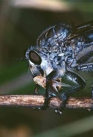 P1024_raubfliege_mit_beute