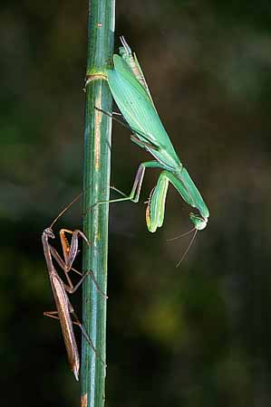 P1032_gottesanbeterin_gefaehrliche_begegnung