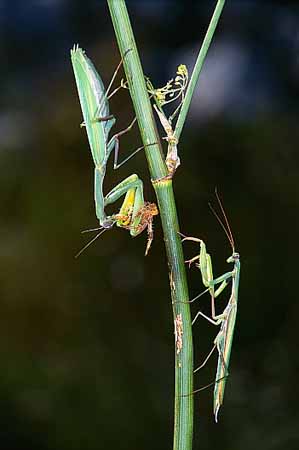 P1035_gottesanbeterin_und_argiope