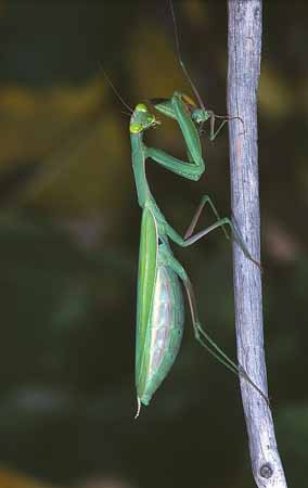 P1039_gottesanbeterin_frisst_maennchen