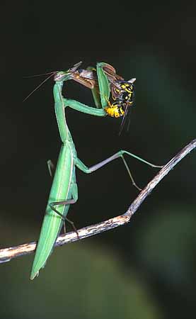 P1045_gottesanbeterin_und_wespe