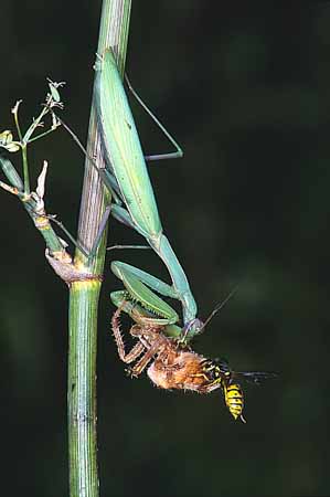 P1047_gottesanbeterin_und_wespe