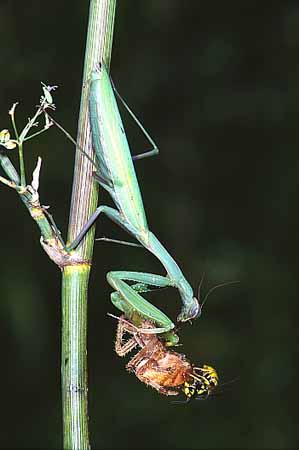 P1050_gottesanbeterin_und_wespe