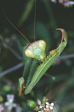 P1062_gottesanbeterin_reinigt_bein