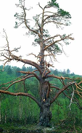 P1406_alterbaum_fjell_norwegen