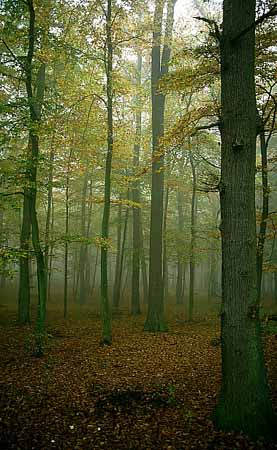 P1446_baeume_im_nebel