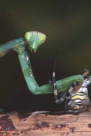 P1575_gottesanbeterin_frisst_argiope