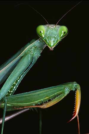 P1591_gottesanbeterin_portrait