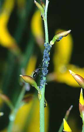 P1606_ameise_mit_herde