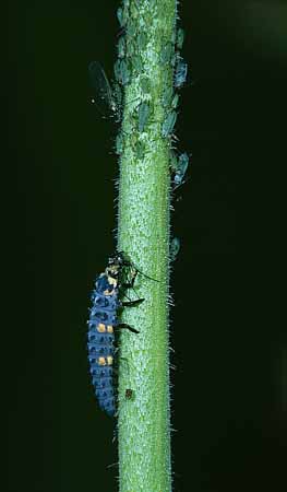 P1609_larve_marienkaefer