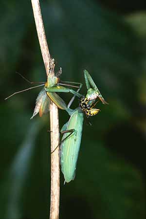 P1630_wespe_beisst_gottesanbeterin_ins_auge