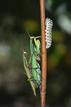 P1631_gottesanbeterin_und_raupe