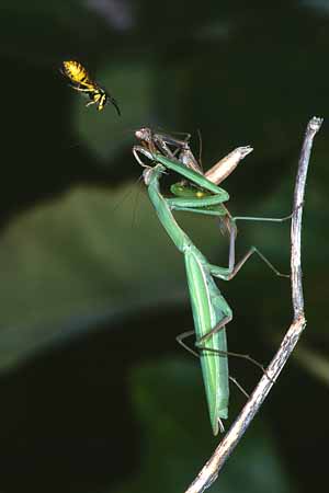 P1632_wespe_attackiert_gottesanbeterin