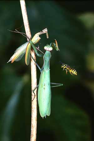 P1637_wespe_attackiert_gottesanbeterin