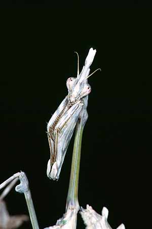 P1670_empusa_portrait