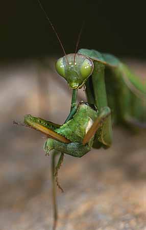 P1711_gottesanbeterin_frisst_ameles