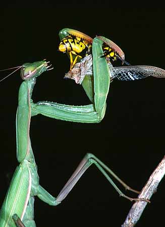 P1712_gottesanbeterin_und_wespe