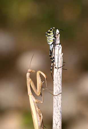P1716_gottesanbeterin_und_argiope