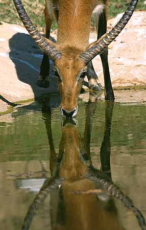 P1740_gazelle_trinkt