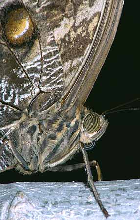 P1748_schmetterling_nah