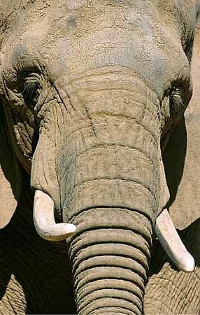 P1753_elefant_portrait