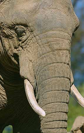 P1765_elefant