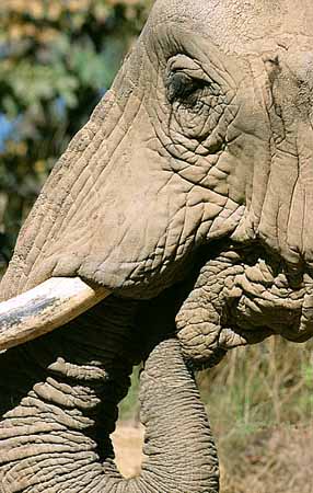 P1766_elefant